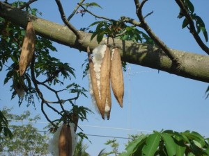 02_Thai